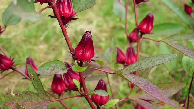 Rosella flower (also called roselle) with a natural background. Use as herbal drink and herbal medicine