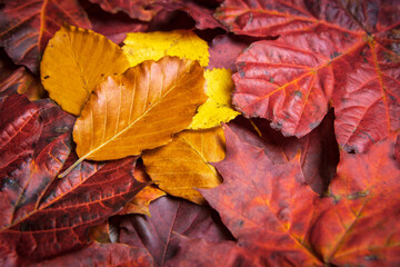Red Autum leaves colourful background