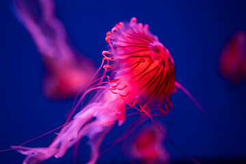 jellyfish Rhizostoma in the sea beautiful poisonous swims © Sheviakova