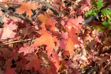 close up fall colores leaves