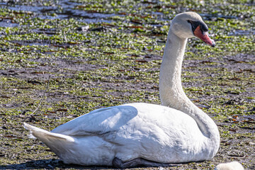 swan on the lake