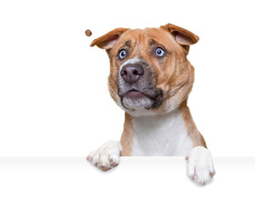 studio shot of a cute dog on an isolated background holding a blank white sign