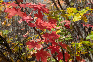 close up fall colores leaves