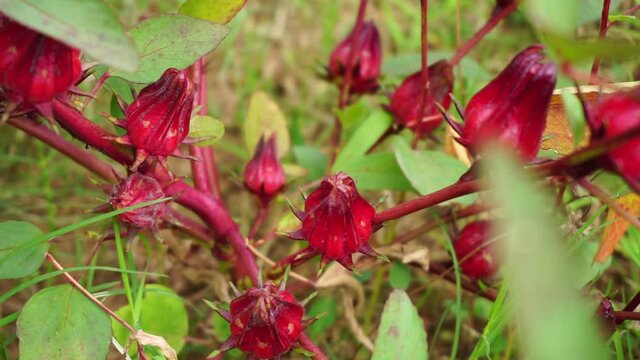 Rosella flower (also called roselle) with a natural background. Use as herbal drink and herbal medicine