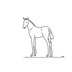 Foal line art design silhouette. Hand drawn minimalism style vector illustration