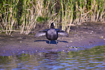 Beautiful red-eyed coot (lat.Fulica atra). Standing on the shore, the bird spread its wings, taking sun baths.