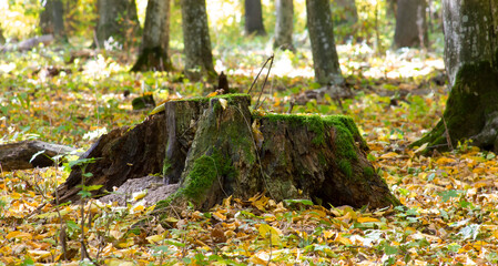 An old stump covered with moss in the autumn forest