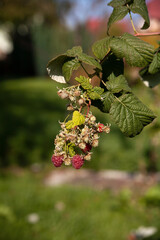 Ripe raspberries on a branch. Local focus.