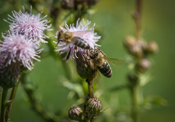 A wild bee closeup on a common scraper thistle at summer in saarland germany, copy space