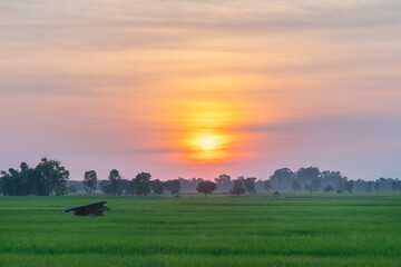 beautiful rural upcountry green farm with sunset background
