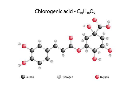 Molecular formula of chlorogenic acid. Chlorogenic acid is the ester of caffeic acid and (−)-quinic acid, functioning as an intermediate in lignin biosynthesis.