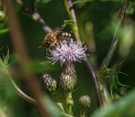 A wild bee closeup on a common scraper thistle at summer in saarland germany, copy space
