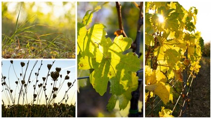 Herbst-Collage: Leuchtende Bl&auml;tter im Weinberg