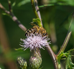 A wild bee closeup on a common scraper thistle at summer in saarland germany, copy space