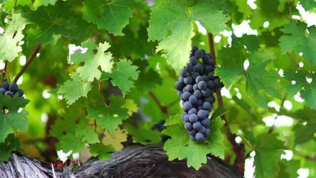 Ripe blue grape bunch among grapevine leaves at vineyard in warm sunset sunlight. Beautiful clusters of ripening grapes. Winemaking and organic fruit gardening. Close up. Selective focus.