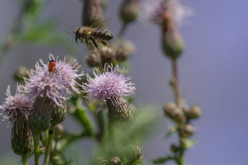 A wild bee closeup on a common scraper thistle at summer in saarland germany, copy space