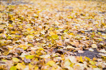 Yellow autumn leaves that have fallen from  trees lie on  ground. background nature