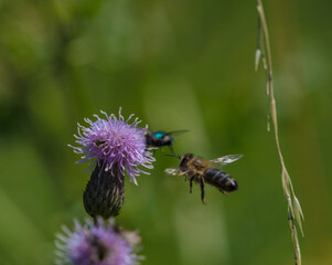 A wild bee closeup on a common scraper thistle at summer in saarland germany, copy space