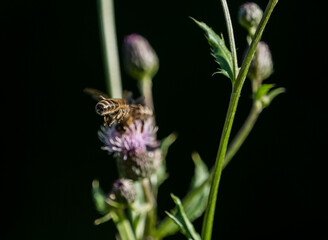 A wild bee closeup on a common scraper thistle at summer in saarland germany, copy space