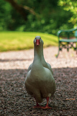 pato