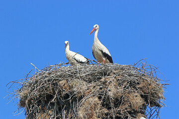 storks in their nest	