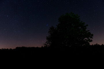 Drzewa nocą z rozgwieżdżonym niebem w tle.