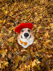 funny corgi dog puppy in an artist's beret with a butterfly in an autumn sunny park on a wide-angle camera