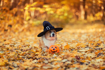 Halloween greeting card with a funny corgi dog puppy in a black witch hat stands in an autumn park among fallen golden leaves and a pumpkin © nataba