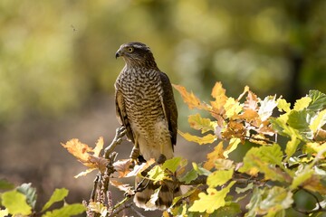 Common Sparrowhawk