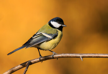  small songbird tit sits on a tree in an autumn park on bright yellow and gold background