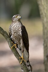 Common Sparrowhawk