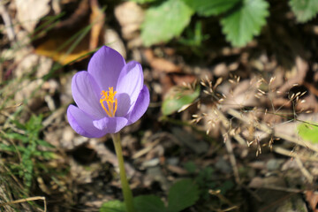 Crocus