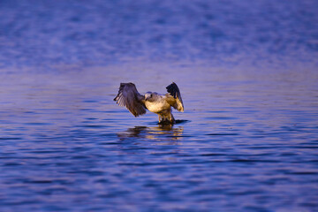 Young herring gull (lat.Larus argentatus). The seabird with an effort breaks away from the surface of the water and takes off.