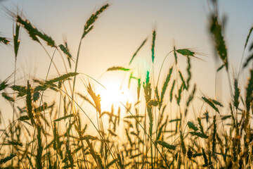 Ripe ears of rye at sunset