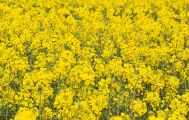 Field of canola in Brittany during spring