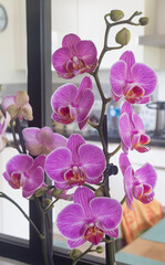 Pink orchid flowers in a living room