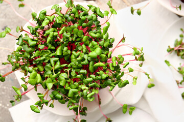 Fresh organic microgreen on table, closeup