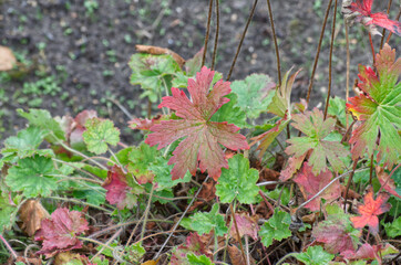 Leaves of a Plant changing Colours