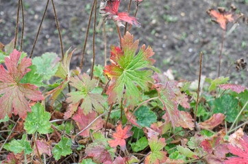 Leaves of a Plant changing Colours