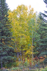 Autumn Leaves on a Tree on a Cloudy Day