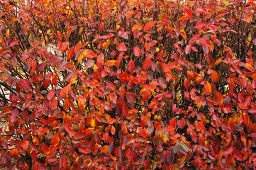 Red foliage in autumn. Natural background.