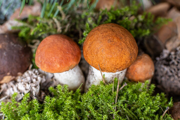 Boletus edulis among the moss in the forest