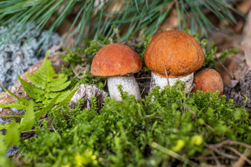 Boletus edulis among the moss in the forest