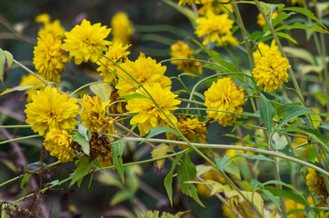 Yellow Flowers Blooming for the Last Time