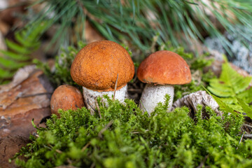 Boletus edulis among the moss in the forest
