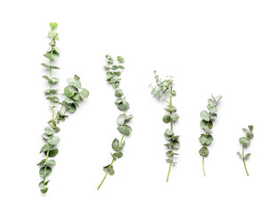 Beautiful eucalyptus branches on white background © Pixel-Shot