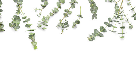 Many eucalyptus branches on white background, closeup