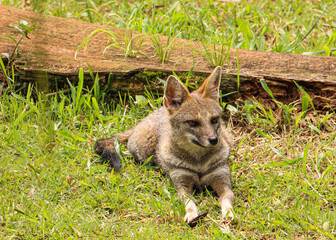 black backed jackal