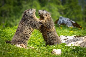 fighting groundhog, marmot, mammal, austian alps, ramsau, austria