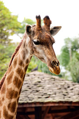 giraffe in the zoo